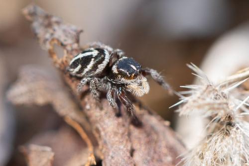 Pellenes nigrociliatus